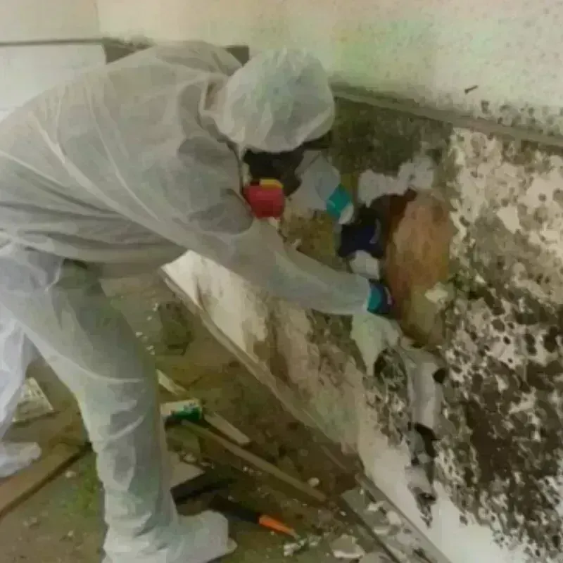 Best Mold Remediation and Removal Service in Castleton, VT